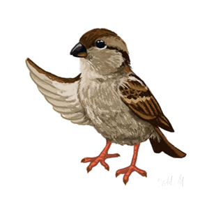 Sparrow PNG-20131